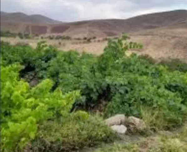 فروش باغ
