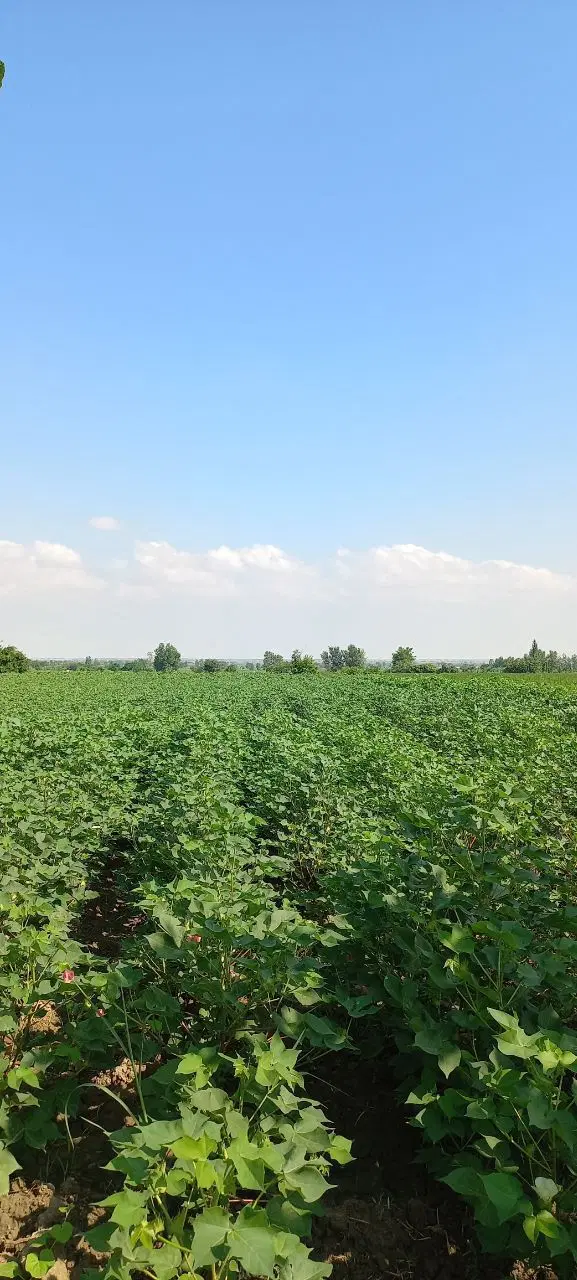 ۲۸۰۰ متر زمین زراعی باغی