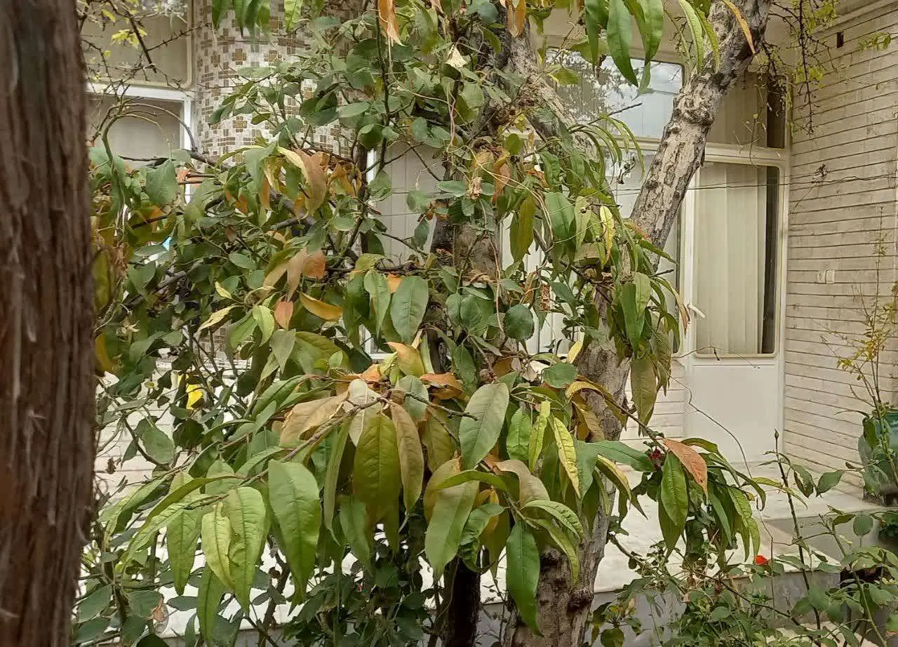 خانه یک طبقه در بلوار باهنر