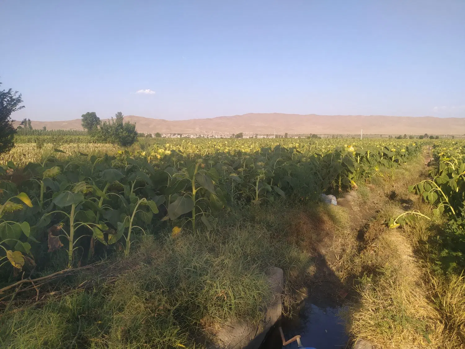 زمین کشاورزی