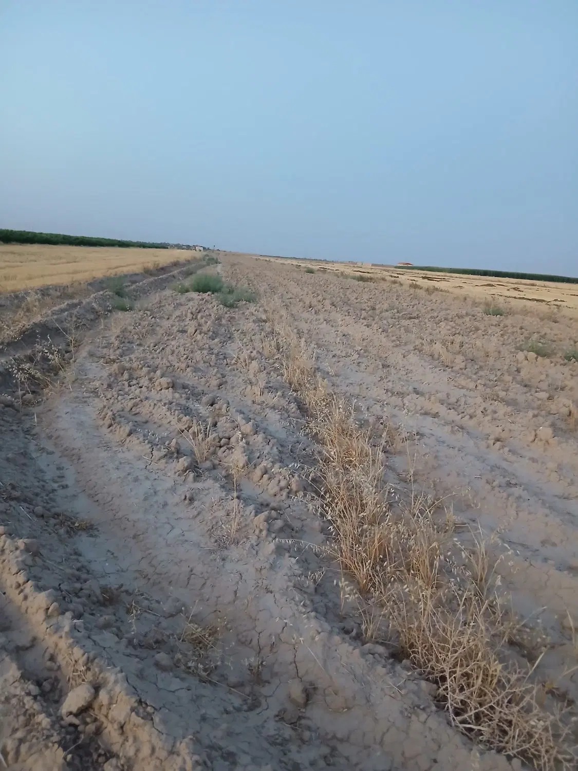 زمین زراعی