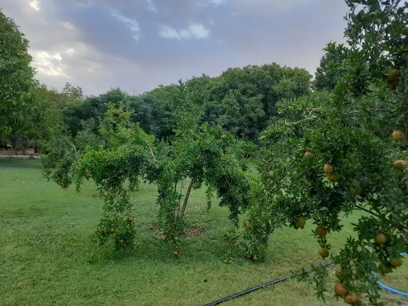 فروش زمین باغ شهری روستای لاور رزمی