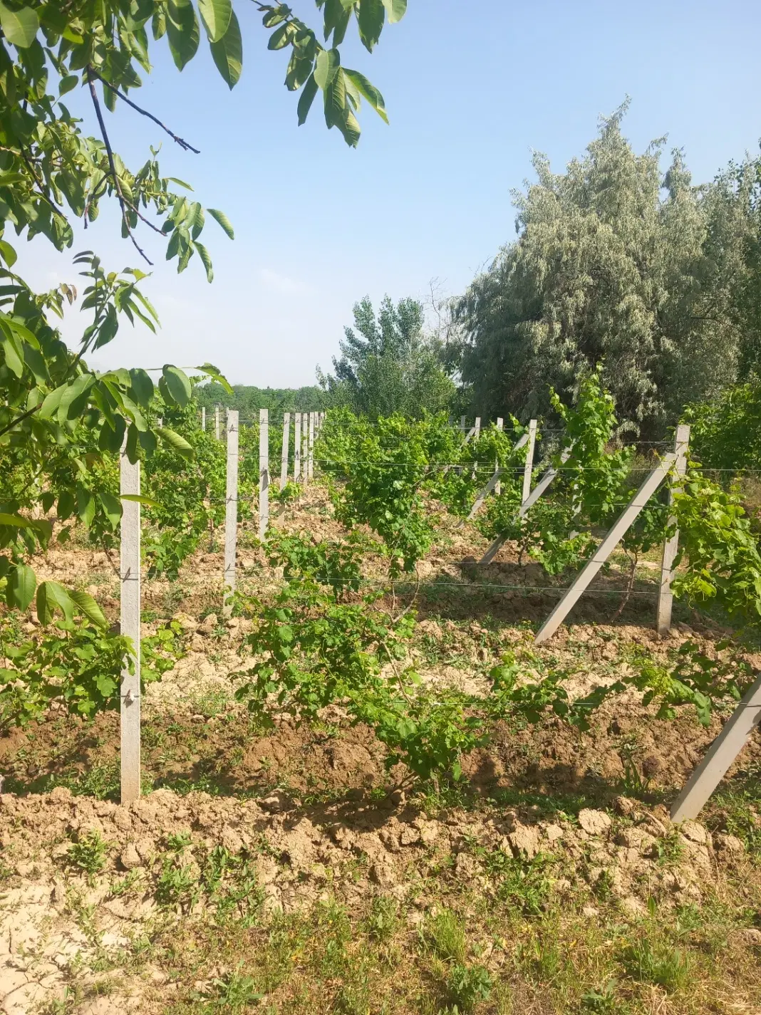 باغ انگور ایستاده ساعتلو