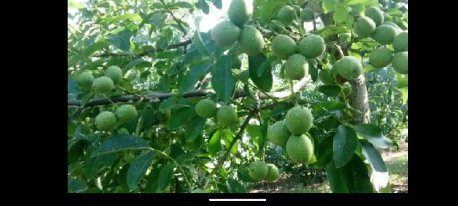 فروش باغ۲۰۰۰متری