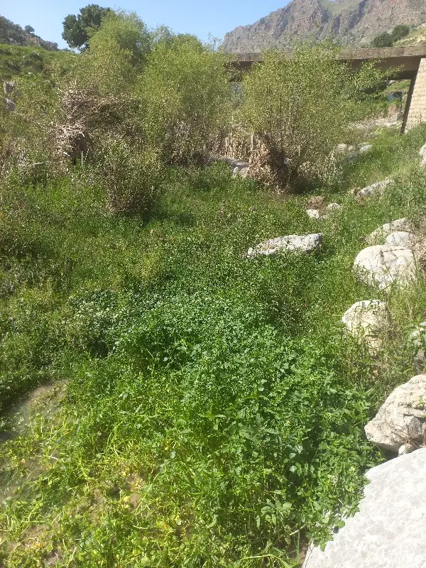 زمین خیابان معلم تجاری ومسکونی