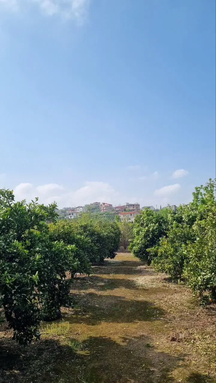 زمین باغ 500 متری در روستای کوتنا