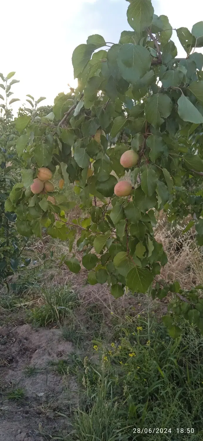 باغ درشاهلق مرند