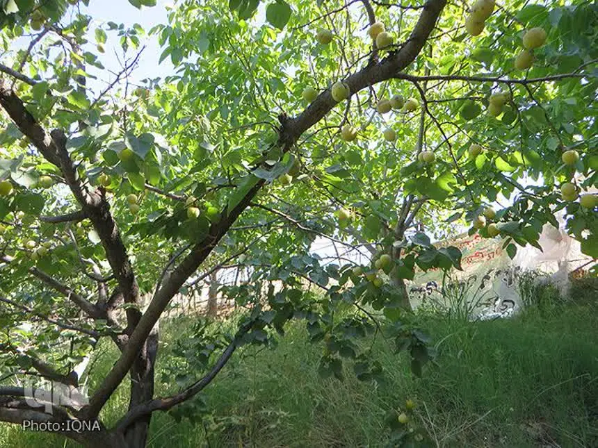 فروش باغ