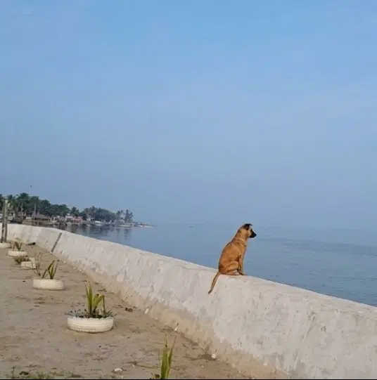 همخانه