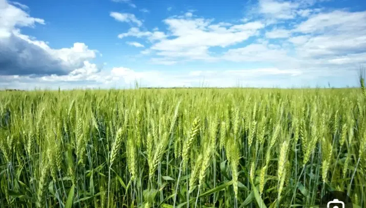 اجاره زمین کشاورزی