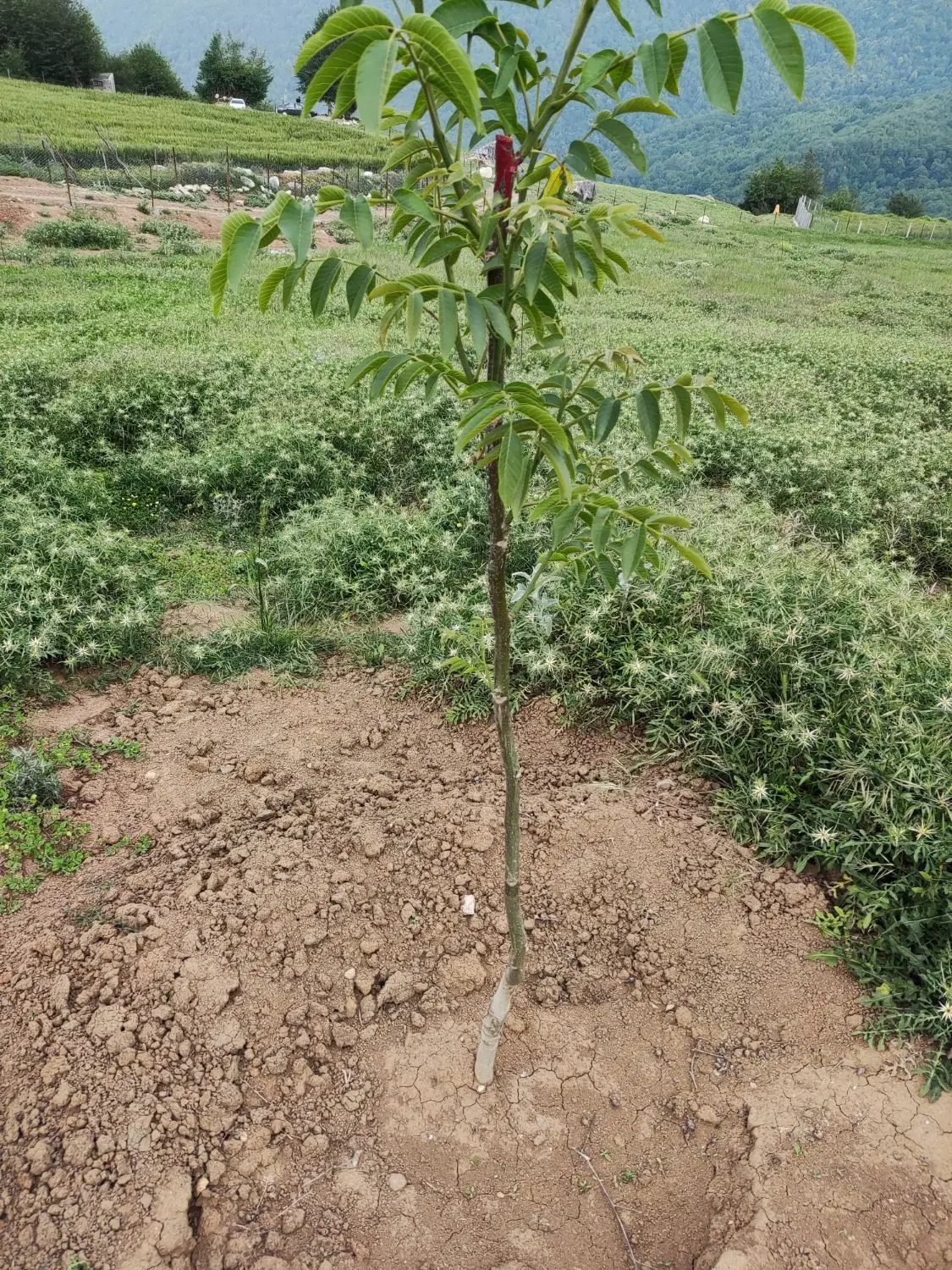 زمین باغی سرگل