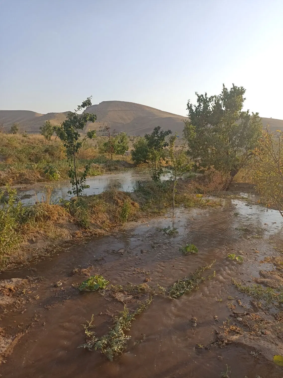 باغ در پشت ورزشگاه یادگار امام