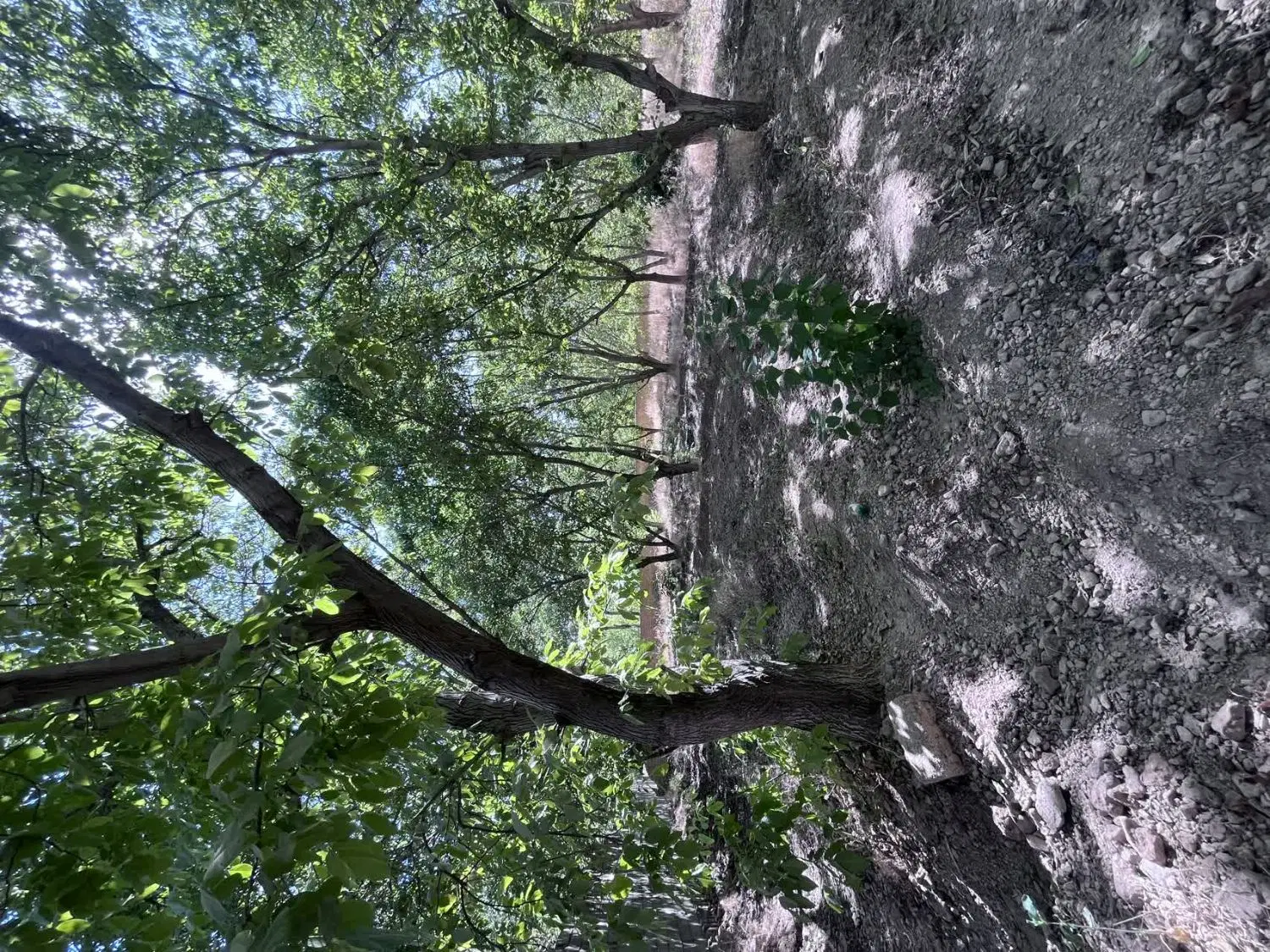 فروش زمین باغی