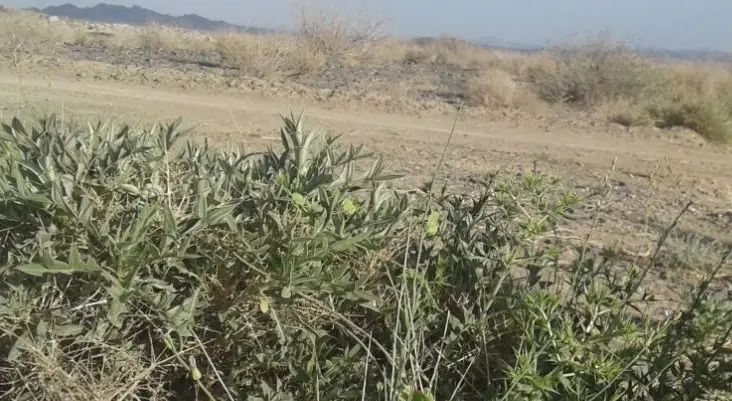 فروش زمین