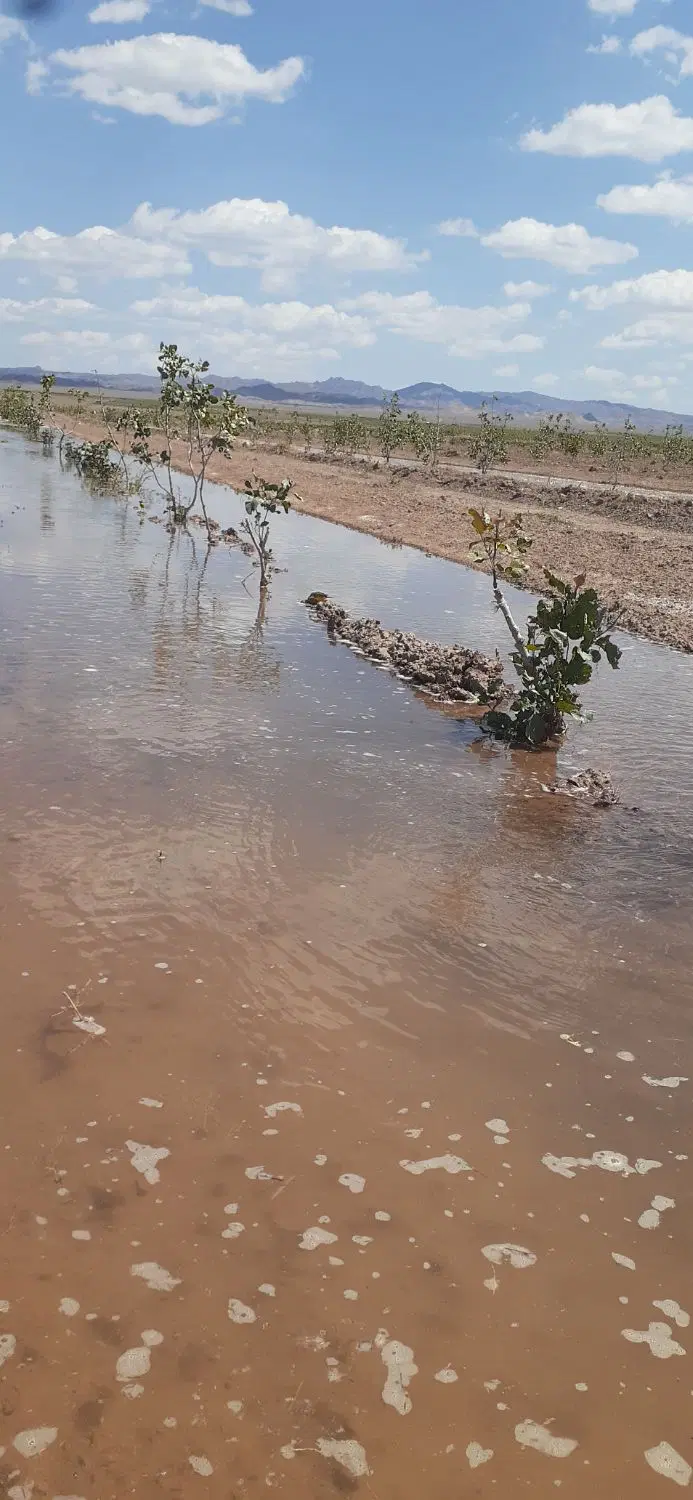 باغ پسته