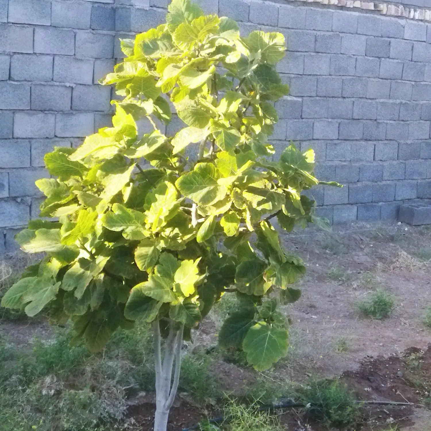فروش زمین اوراف