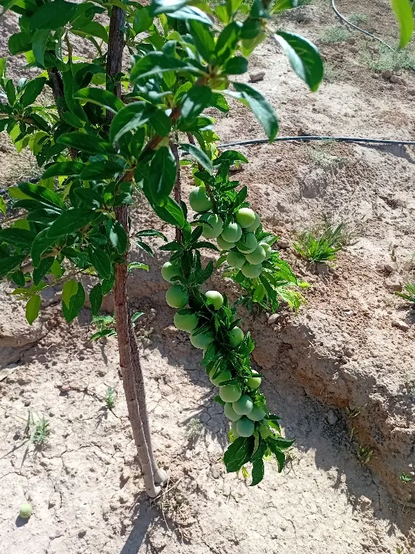 فروش یا معاوضه باغ بزرگ