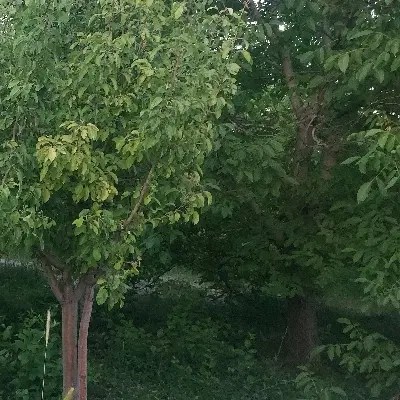 باغ گردوومیوه
