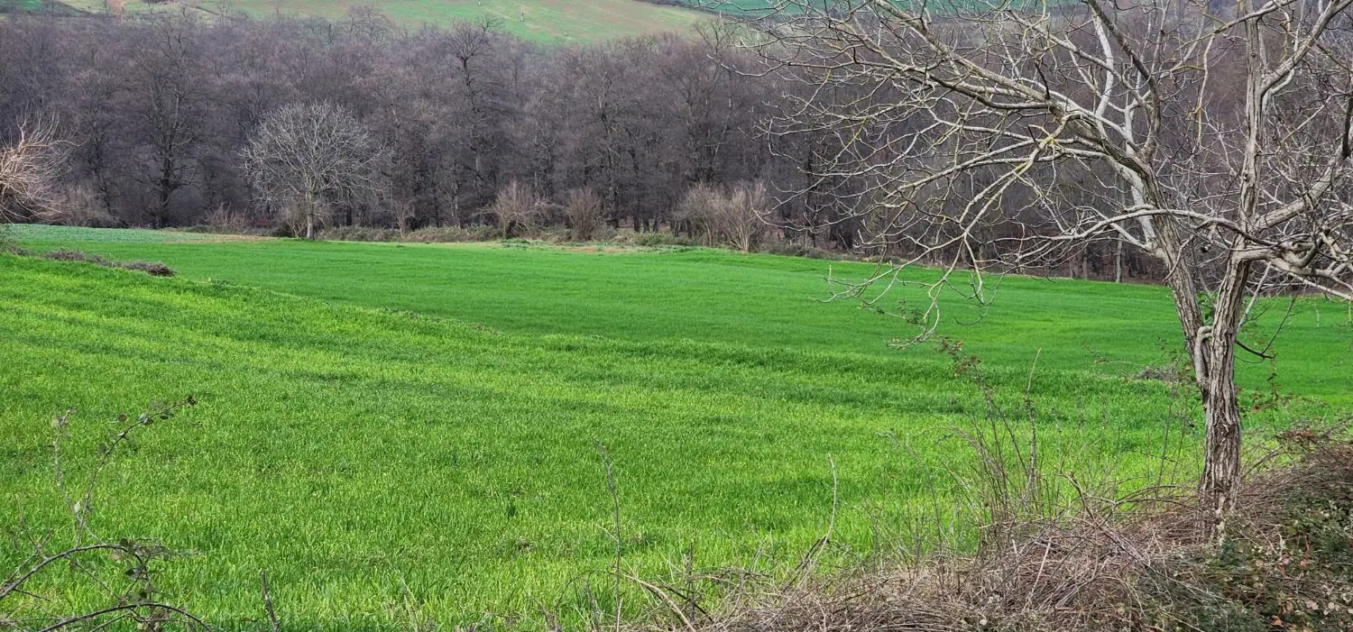 زمین باغی کنار جنگل روستای نوچمن