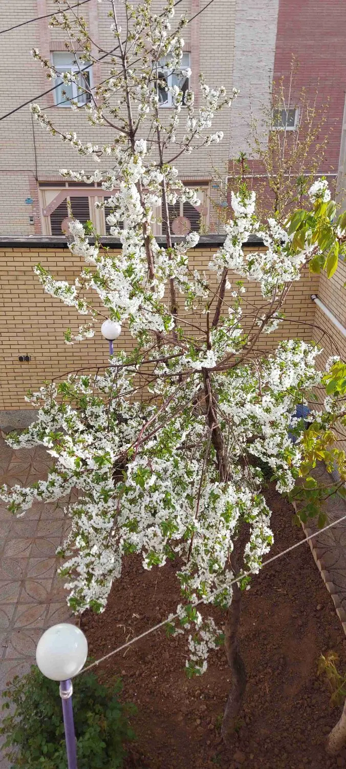 اجاره مهدیه