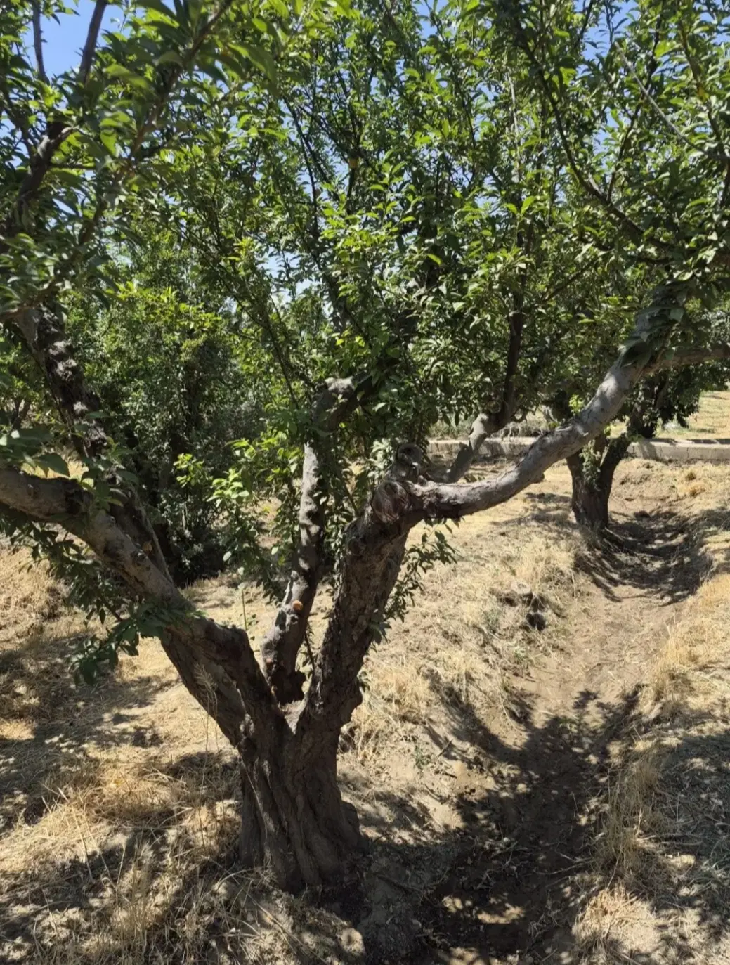 باغچه تنکمان ۵۵۰ متر