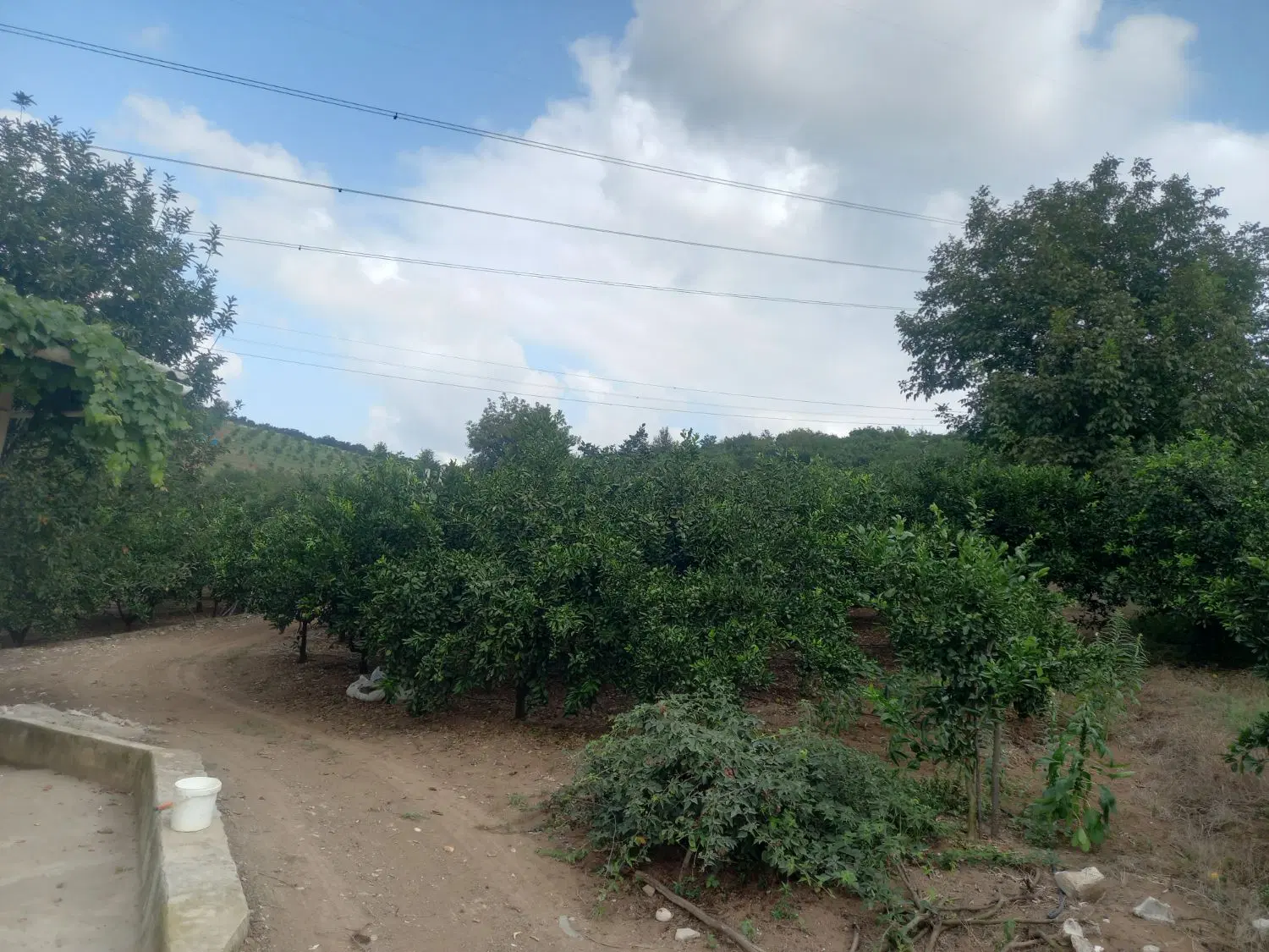 باغ مرکبات همراه اتاقک