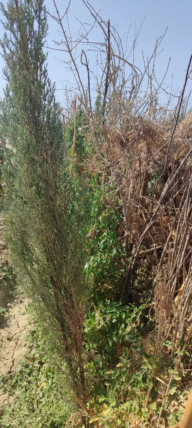 باغ و باغچه مجموعه اسد نژاد(چناران)