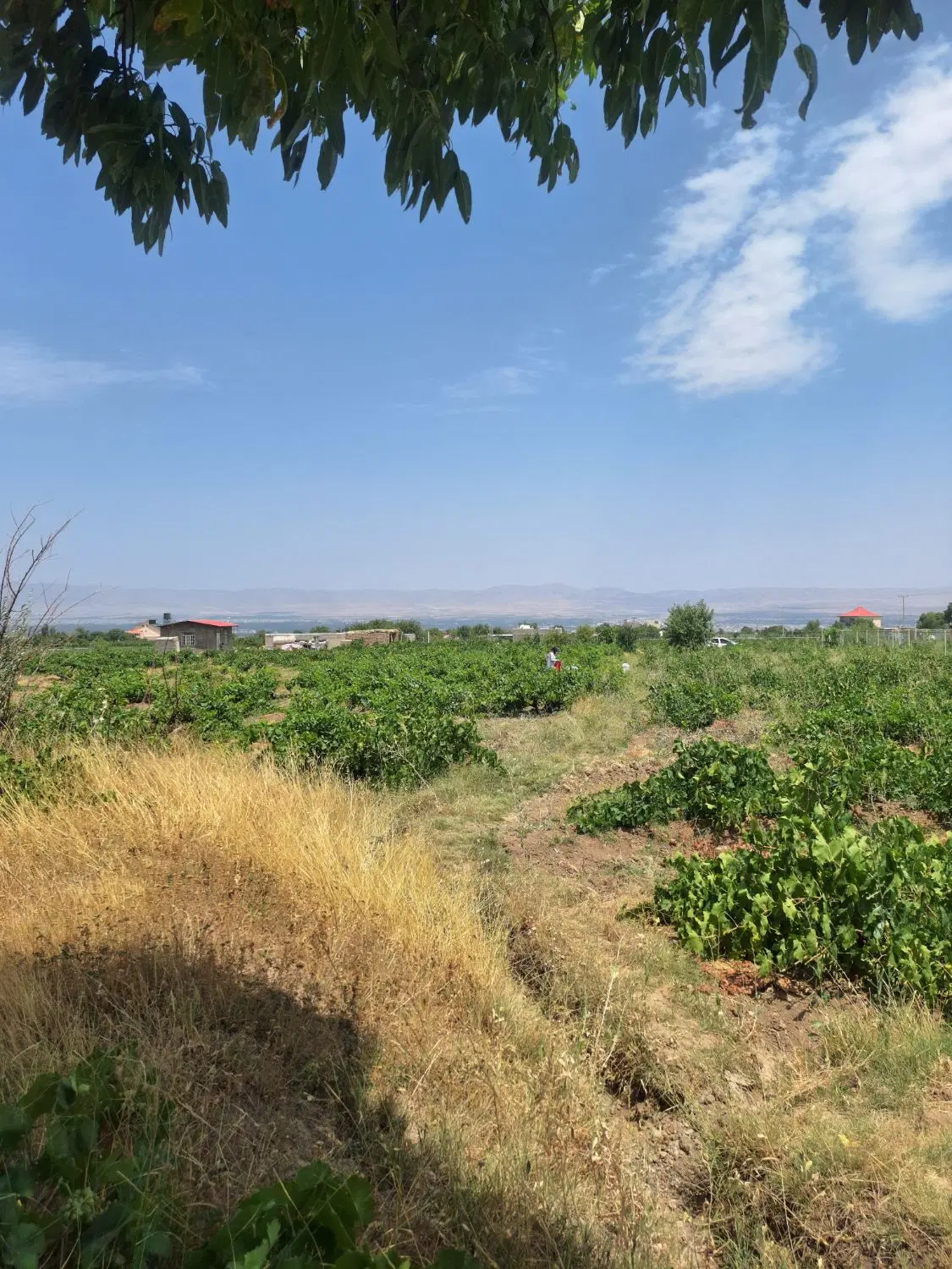 باغ انگور در جاده روستای کوی نیک _ قوهچین