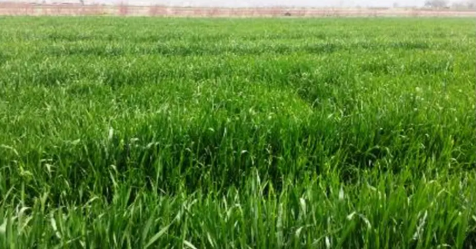 فروش زمین کشاورزی