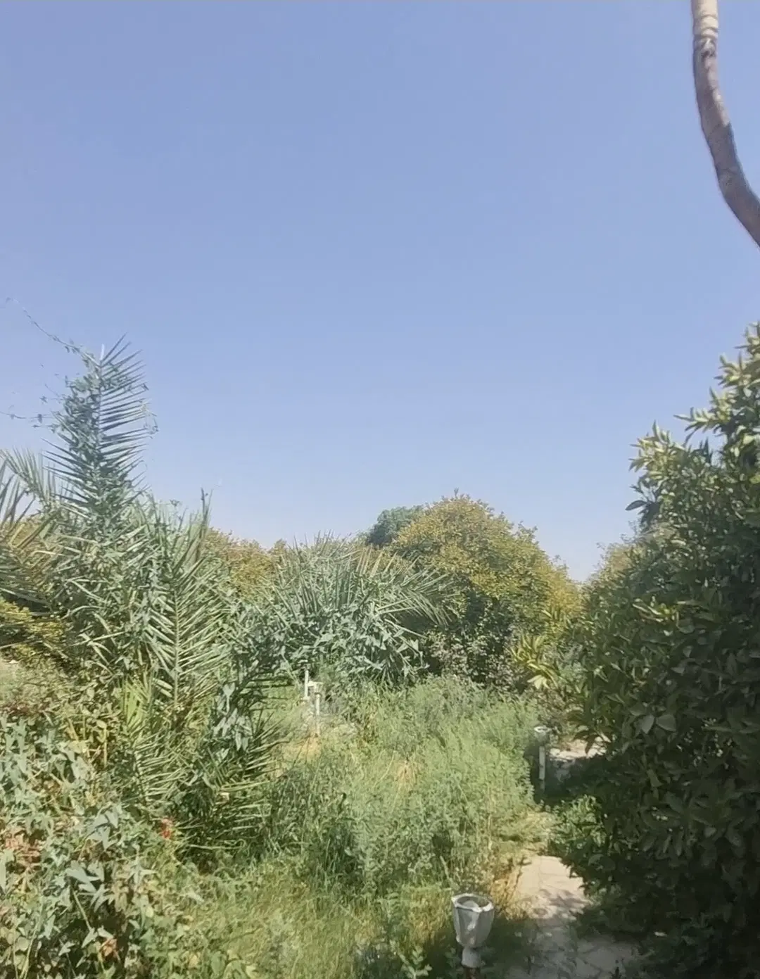 باغچه درخت بزرگ کوچه مروارید