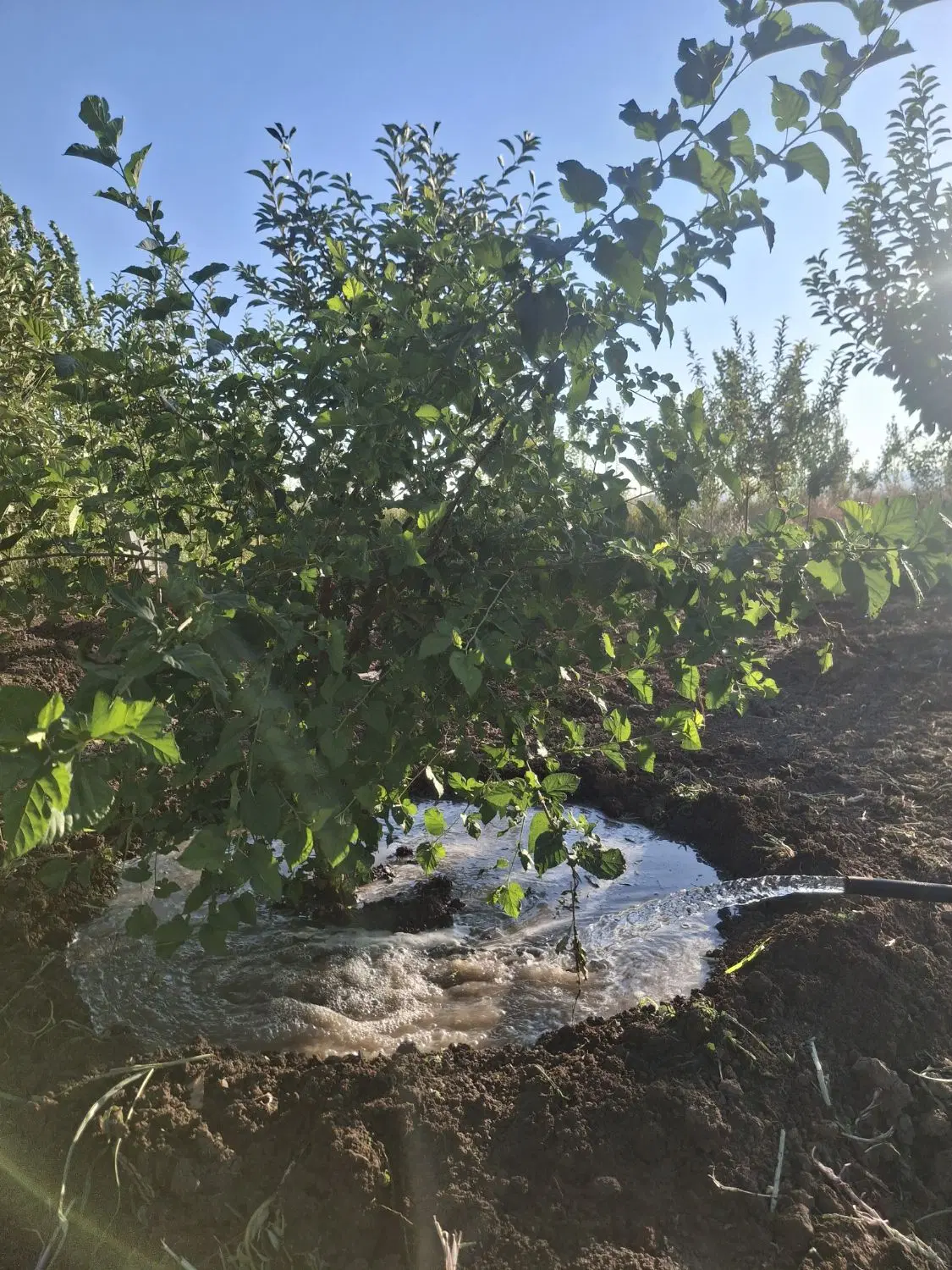 باغ اب برق