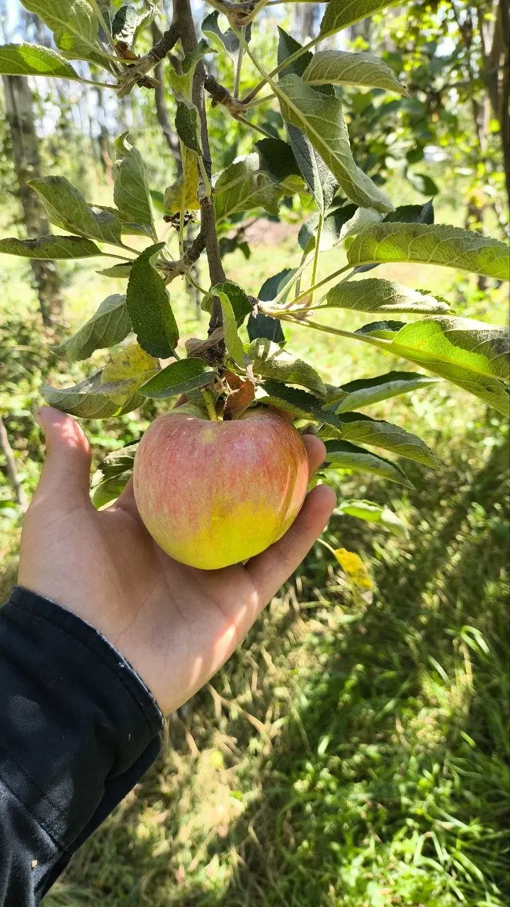 باغ میوه با موقعیت فوق العاده
