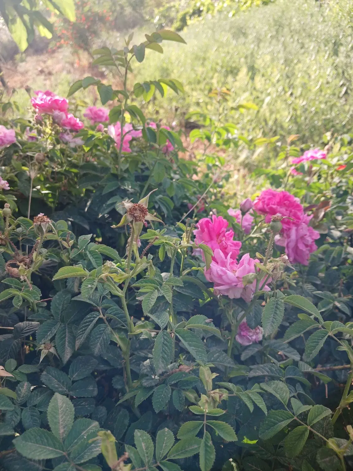 باغ ۷۰۰متری ماهدشت معاوضه با مغازه