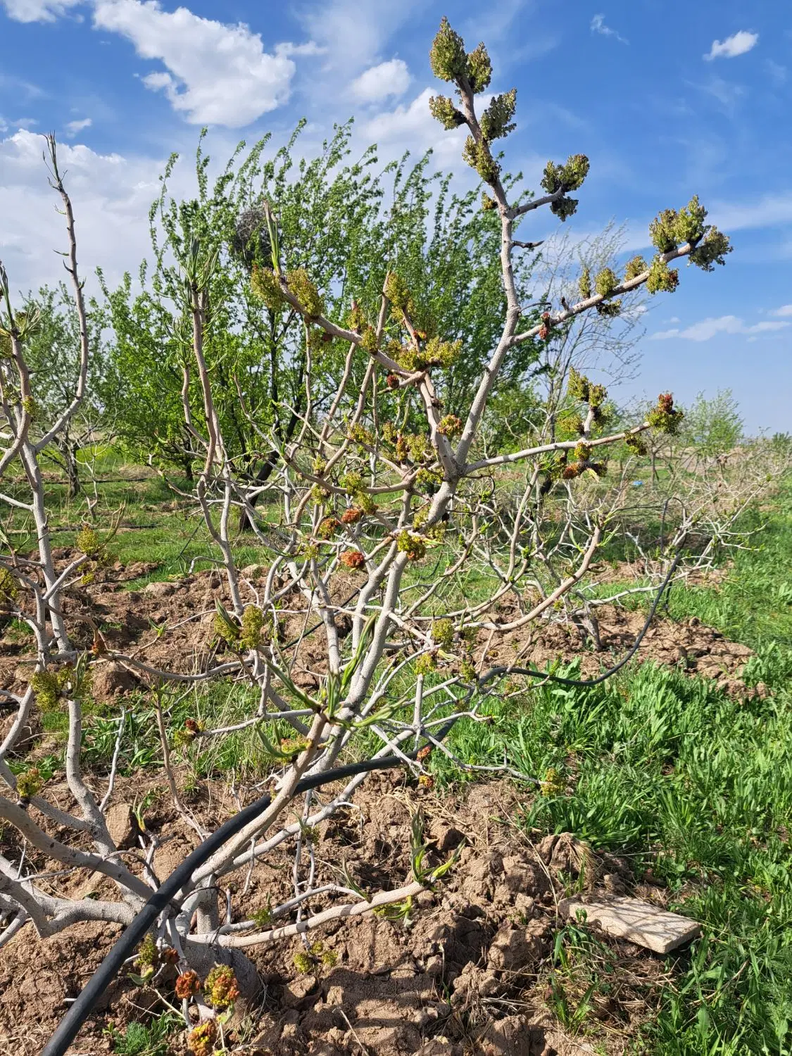 زمین باغ کشاورزی فریمان