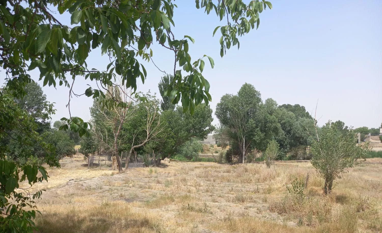 زمین سیفی کاری وباغی