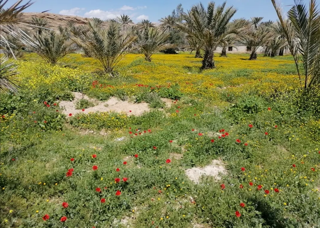 باغ مناسب نزدیک به امکانات و..