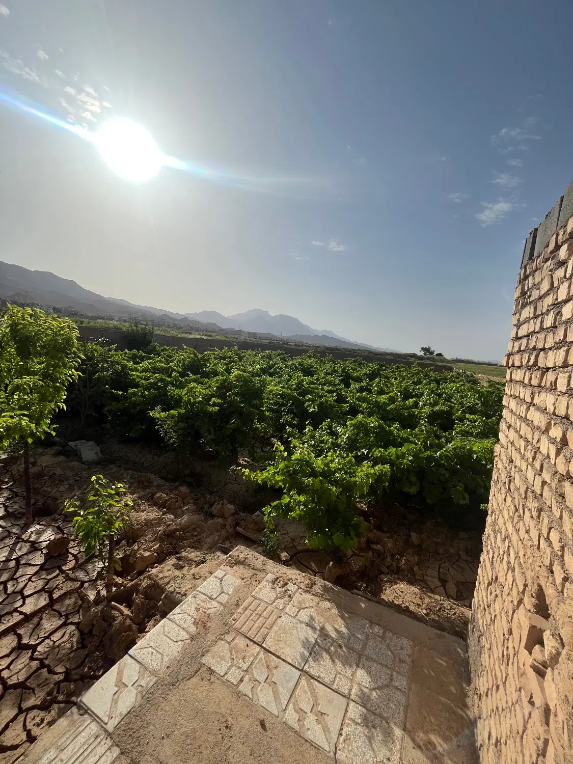 اجاره باغ انگور