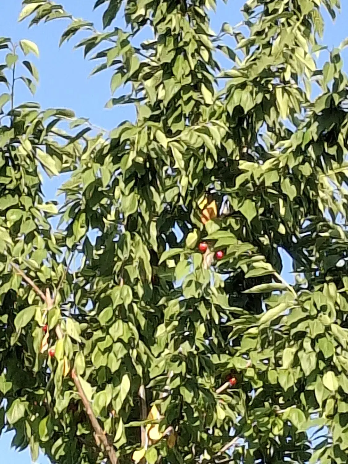 باغ  ۱۰۰۰ مترمربع با ویلای۹۰ بابرق و آب و گاز