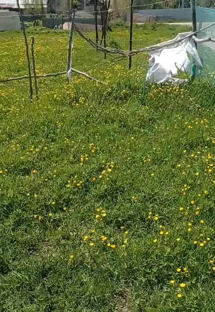 زمین مسکونی