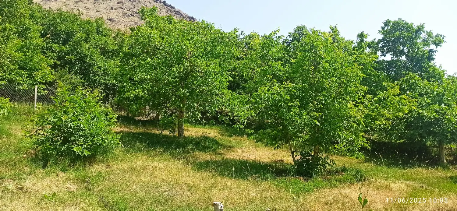 فروش باغ