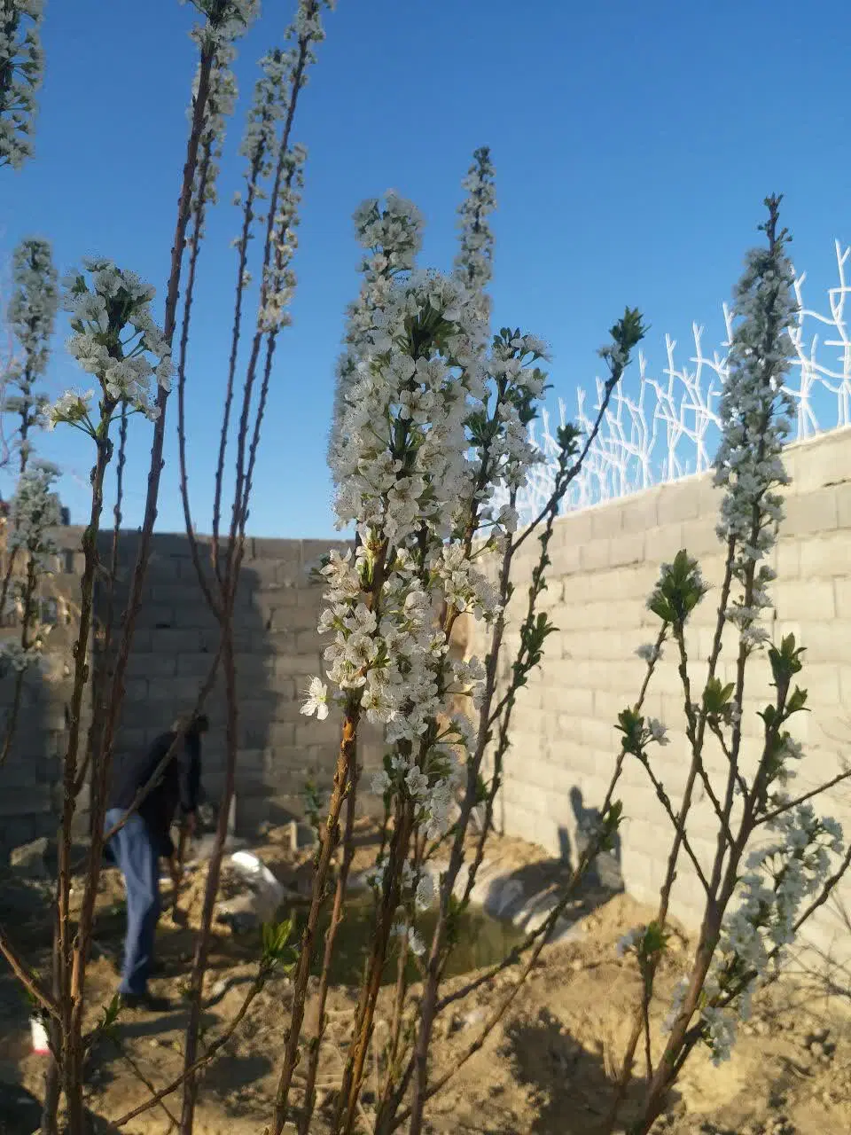 چهار دیواری باغی