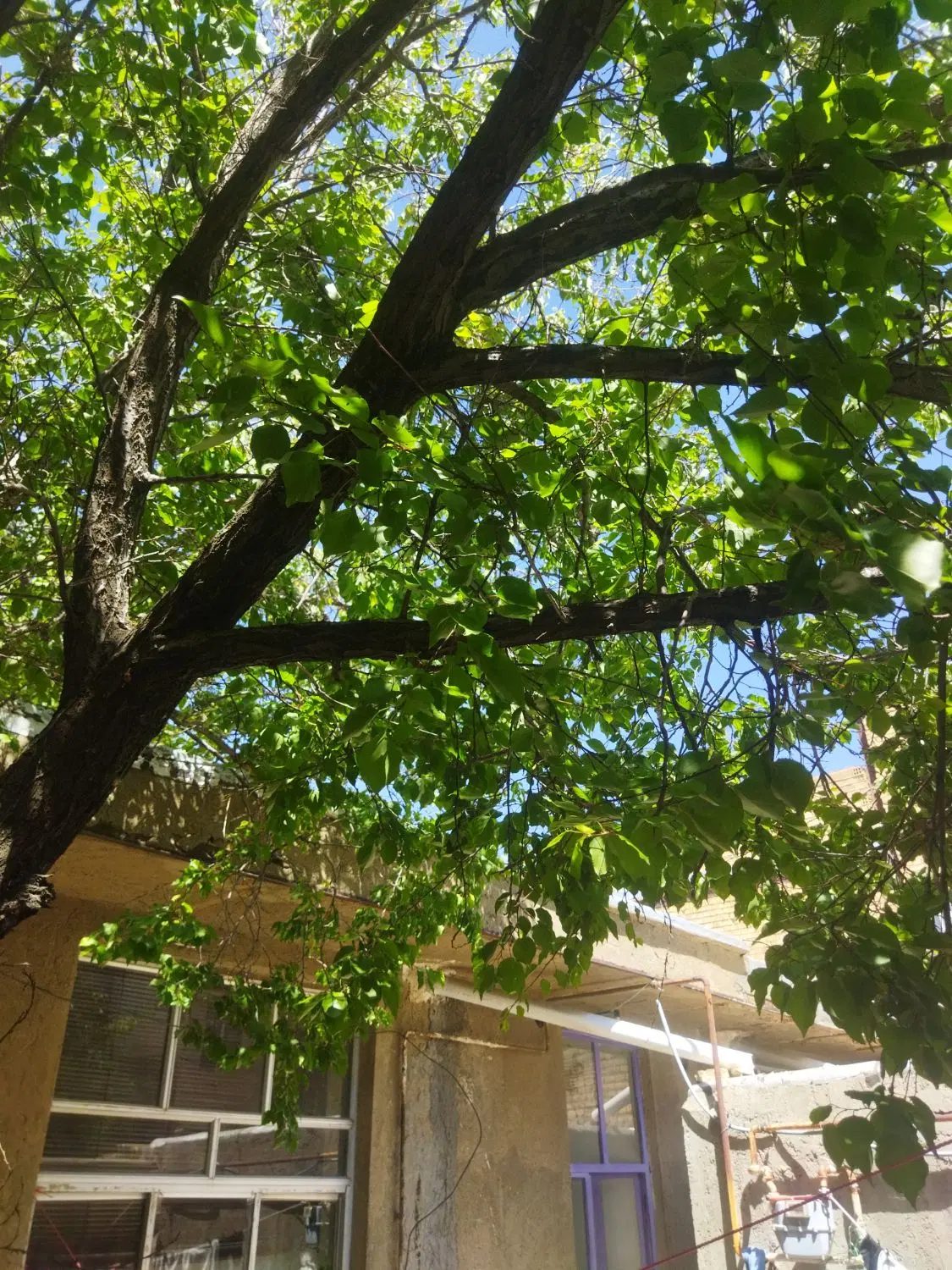 رهن ویلایی بلوار