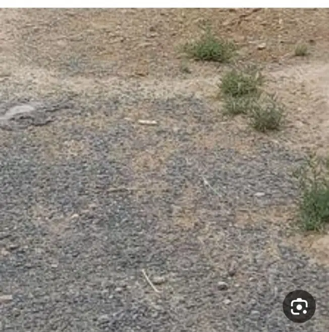 باغ