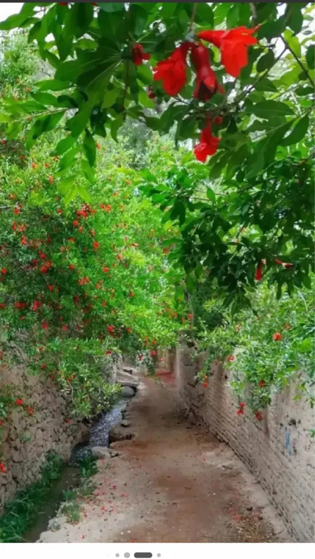 فروش یک هکتار باغ اناری
