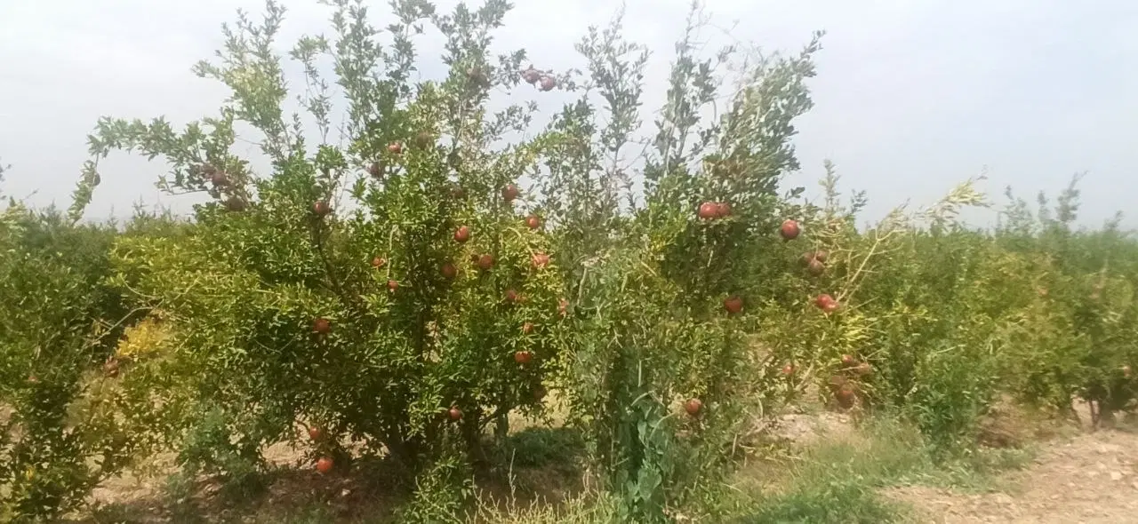 باغ ۲۰۰۰متر آقدره