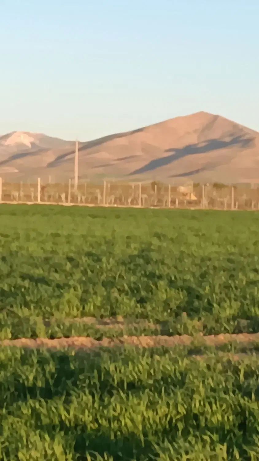زمین برای باغی شهرک المهدی