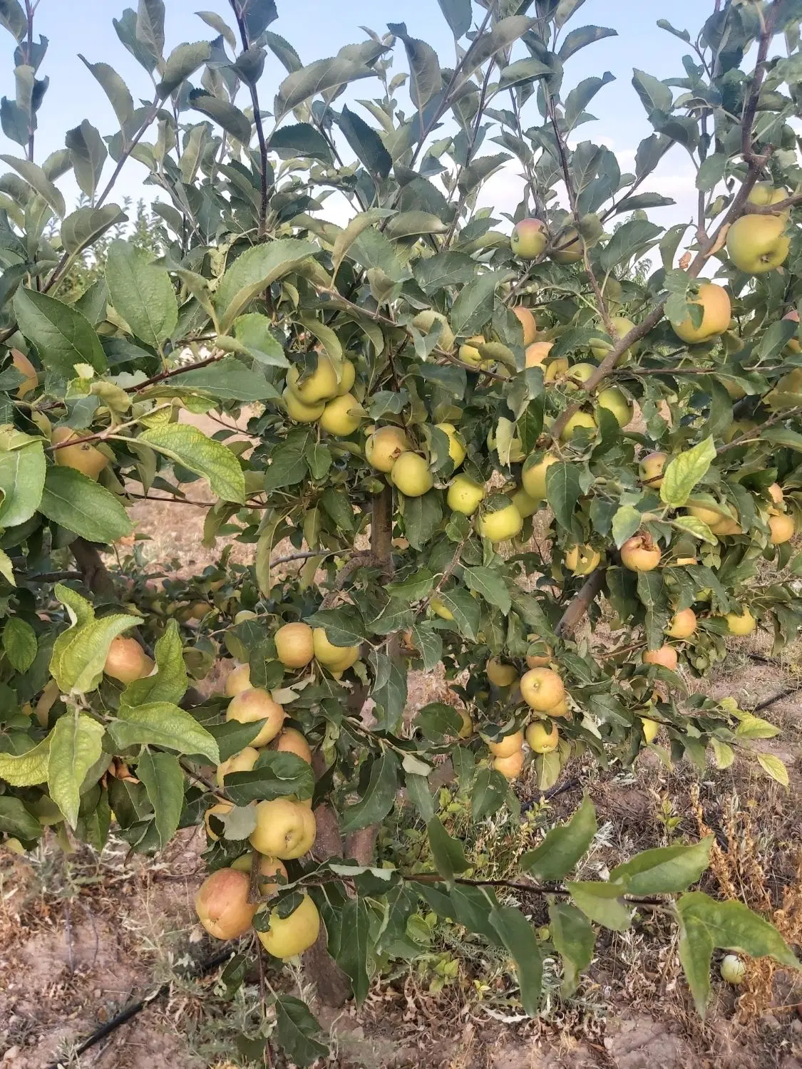 باغ ساوالان