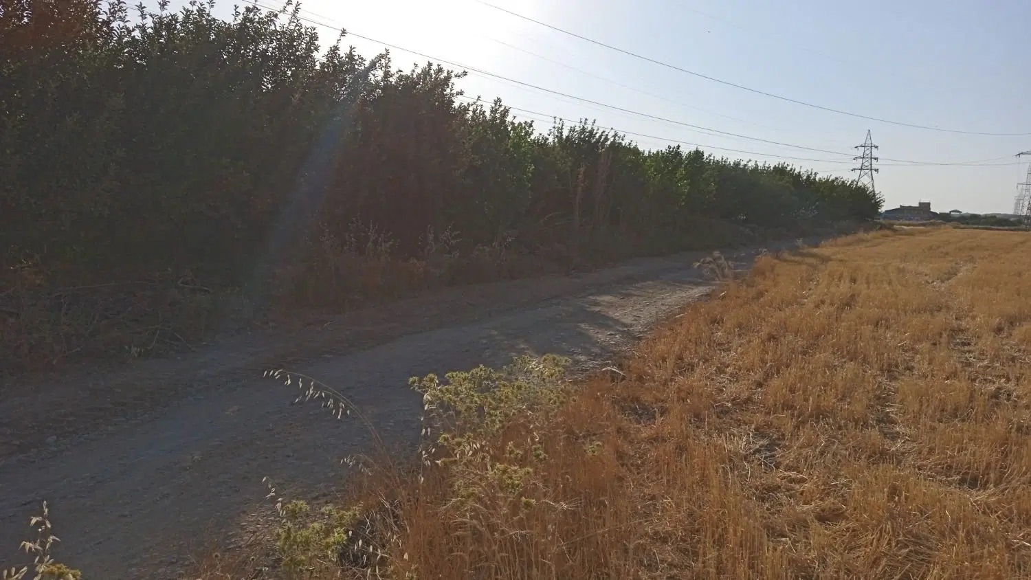 باغ سیب