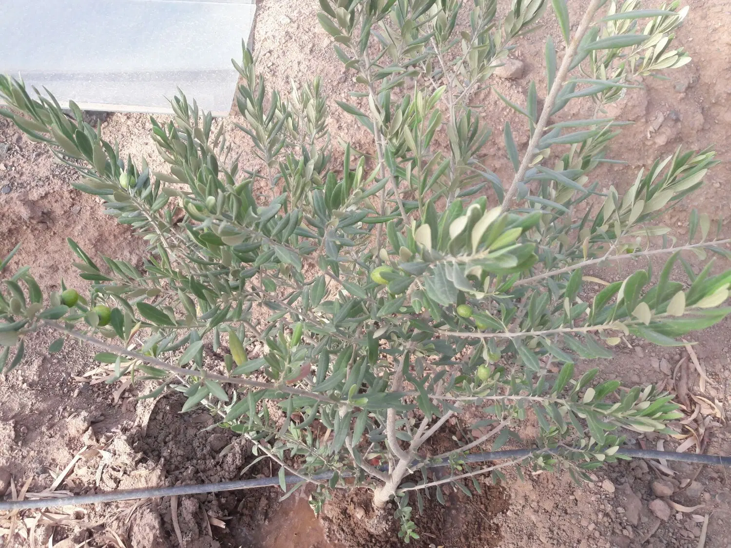 باغچه نقلی