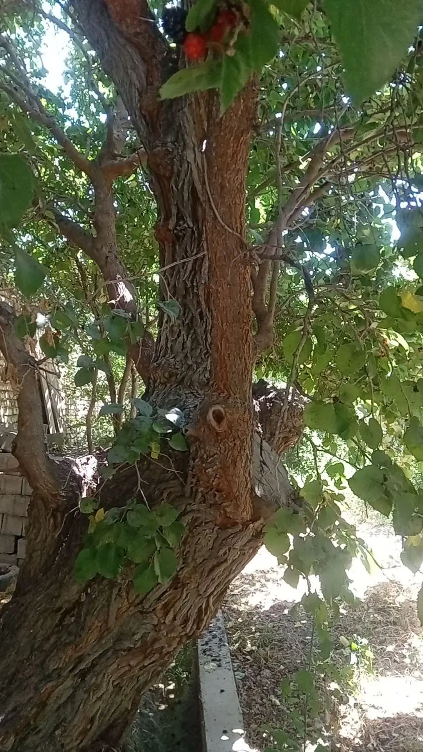 ۴۲۰۰متر باغ چهاردیوار